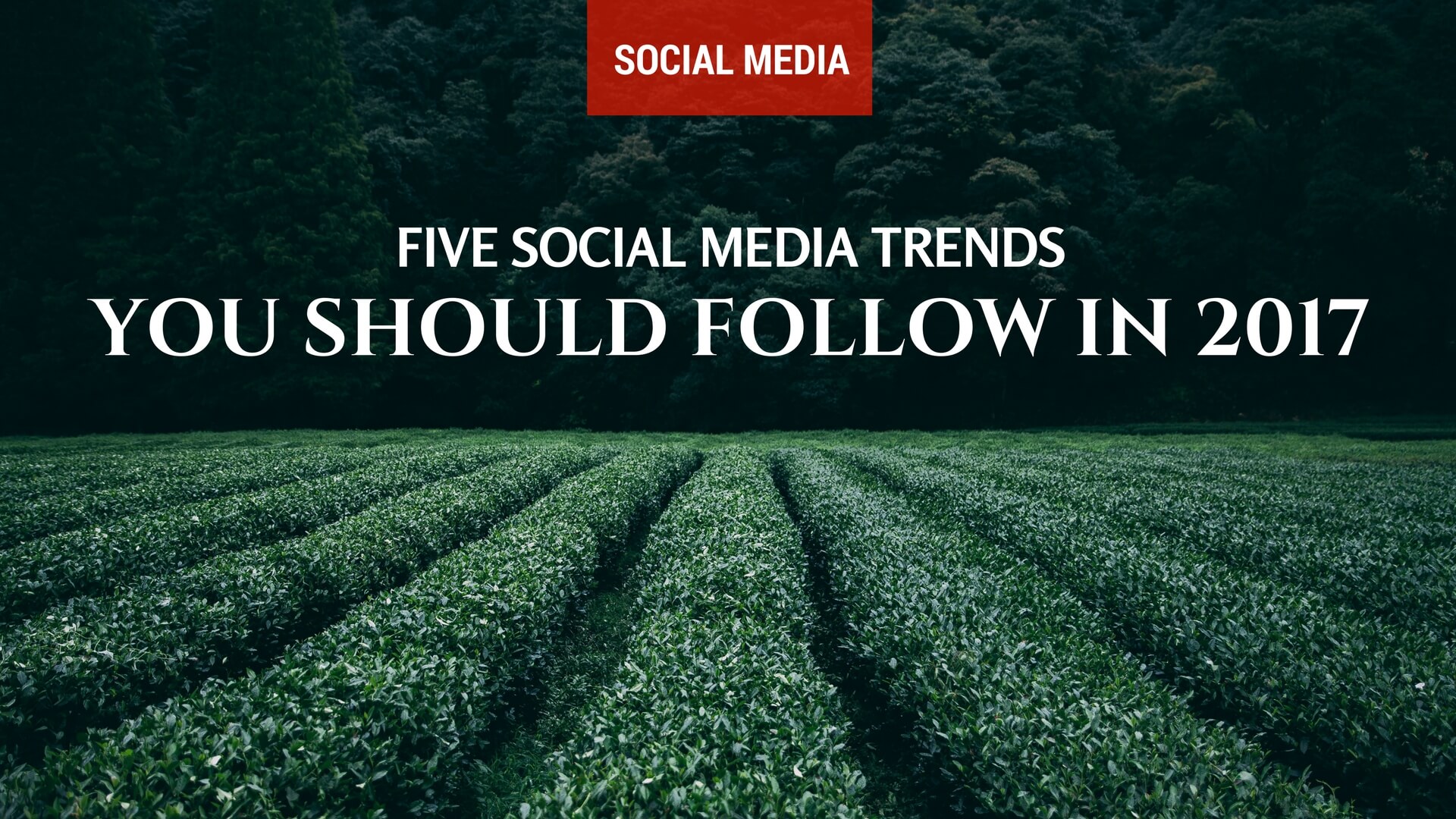 5 Social Media Trends You Should Follow In 2017 Unik Seo